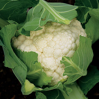 Cauliflower Freedom Hybrid Seeds