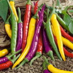 Cayenne Blend Organic Pepper Seeds 1