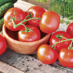Celebrity Hybrid Tomato Seeds 1