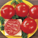 Celebrity Hybrid Tomato Seeds 1