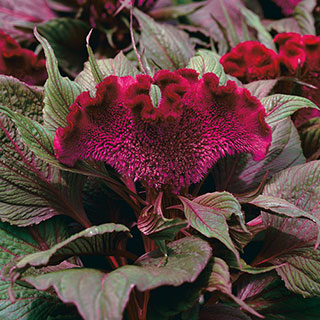 Celosia Dracula