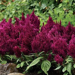 Celosia First Flame Purple