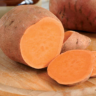 Centennial Sweet Potato Plant