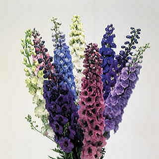 Centurion Mix Delphinium Seeds