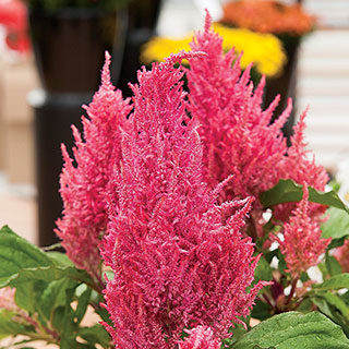 Century Pink Celosia Seeds