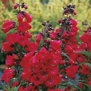 Cha Cha™ 'Cherry' Penstemon