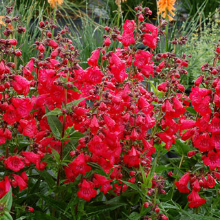 Cha Cha™ 'Cherry' Penstemon