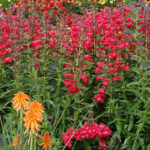 Cha Cha™ ‘Cherry’ Penstemon 1