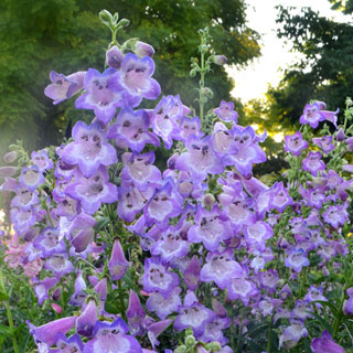 Cha Cha™ Lavender Penstemon