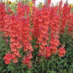 Chantilly Deep Orange Snapdragon Seeds 1