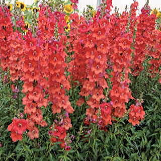 Chantilly Deep Orange Snapdragon Seeds