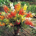 Chantilly Mix Snapdragon Seeds 1