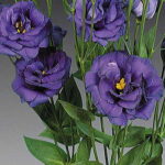 Charisma Blue Lisianthus Seeds 1