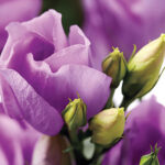 Charisma Lavender Lisianthus Seeds 1