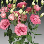 Charisma Rose Lisianthus Seeds 1