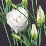 Charisma White Lisianthus Seeds 1