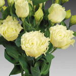 Charisma Yellow Lisianthus Seeds 1