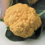 Cheddar Hybrid Cauliflower 1