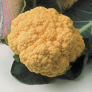 Cheddar Hybrid Cauliflower