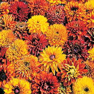 Cherokee Sunset Gloriosa Daisy Seeds