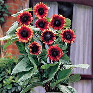 Cherry Rose Sunflower Seeds