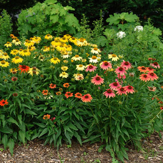 Cheyenne Spirit Coneflower Seeds