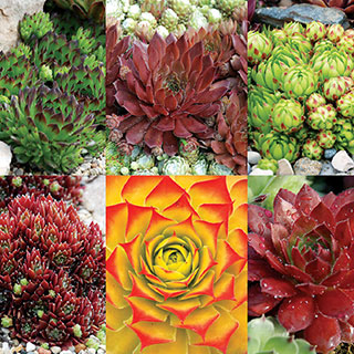 Chick Charms® Succulent Mix