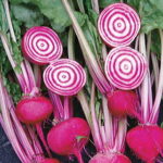 Chioggia Guardsmark Beet Seeds 1