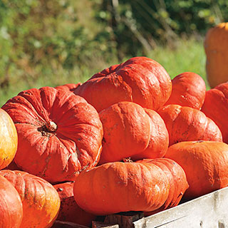 Cinderella's Carriage Hybrid Pumpkin Seeds