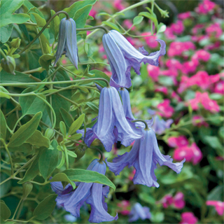 Clematis 'Betty Corning'