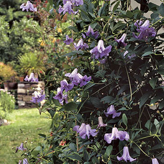 Clematis 'Betty Corning'