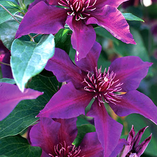 Clematis Boulevard® Fleuri™