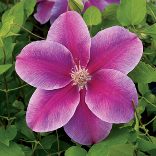 Clematis 'Kilian Donahue'