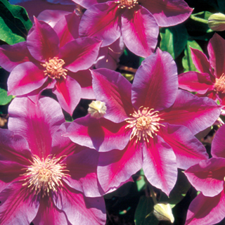 Clematis 'Kilian Donahue'