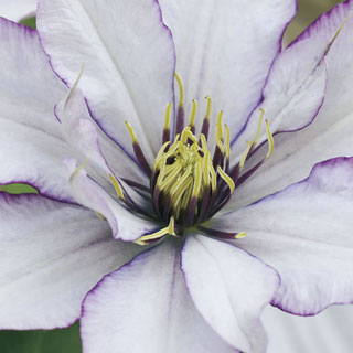 Clematis Samaritan Jo ™ Boulevard®