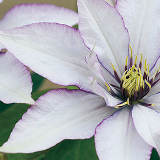 Clematis Samaritan Jo ™ Boulevard®