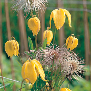 Clematis tangutica