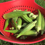 Clemson Spineless Okra Seeds 1