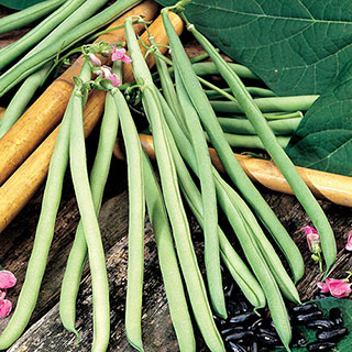 Cobra Bean Seeds