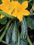 Cocozelle Organic Squash Seeds 1