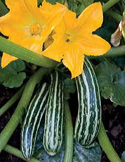 Cocozelle Organic Squash Seeds