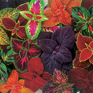 Coleus Giant Exhibition Complete Mix