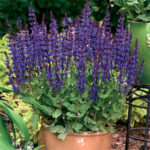 Color Spires® Violet Riot Sage 1