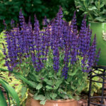 Color Spires® Violet Riot Sage 1