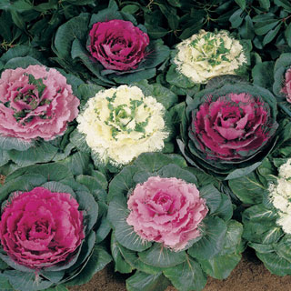 Color Up Mix Hybrid Ornamental Cabbage Seeds