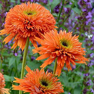 Colorburst™ Orange Coneflower