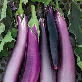 Comet Purple Hybrid Eggplant Seeds