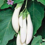 Comet White Hybrid Eggplant Seeds 1