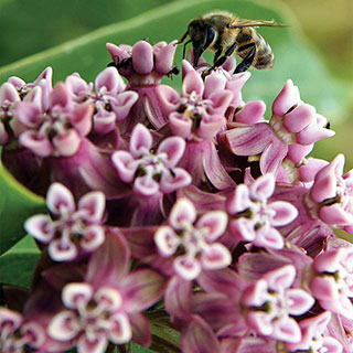 Common Milkweed Seeds