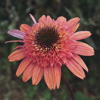 Cone-fections™ Raspberry Truffle Coneflower